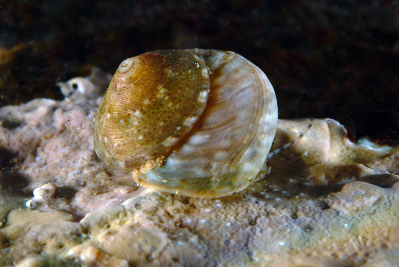 Gibbula varia